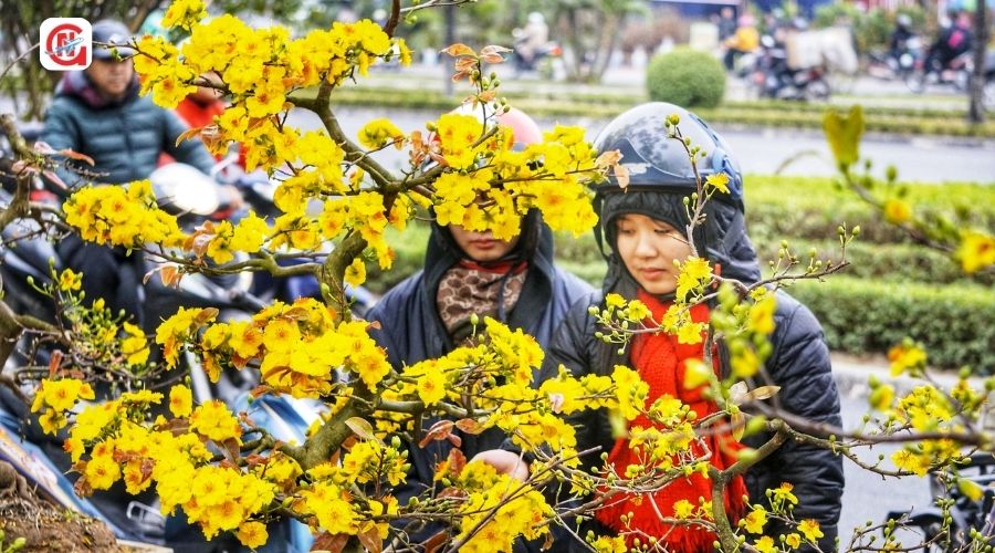 Vé máy bay Tết Sài Gòn Hải Phòng 2026 khi nào mở bán?