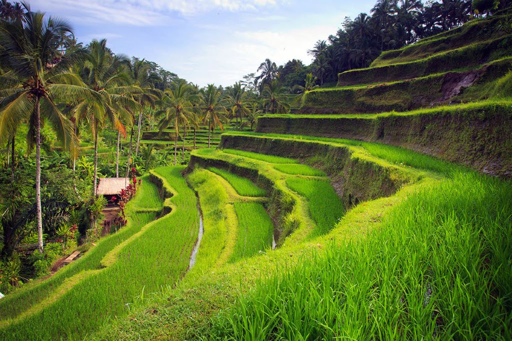 ruộng bậc thang Tegalalang xanh mướt tại trung tâm văn hóa Ubud Bali