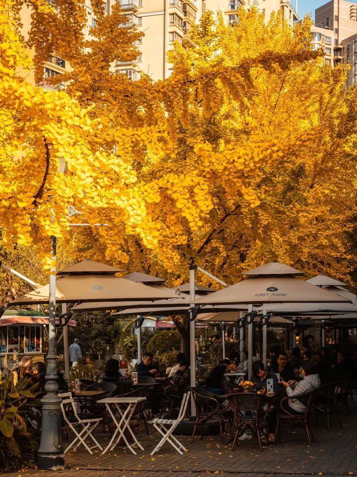 Tour 5N4D Thượng Hải- Ô Trấn- hàng Châu- Tô Châu  No Shop ngủ trong Ô Trấn ngắm mùa Thu tuyệt đẹp. Tour khởi hành 23/10 và 29/10