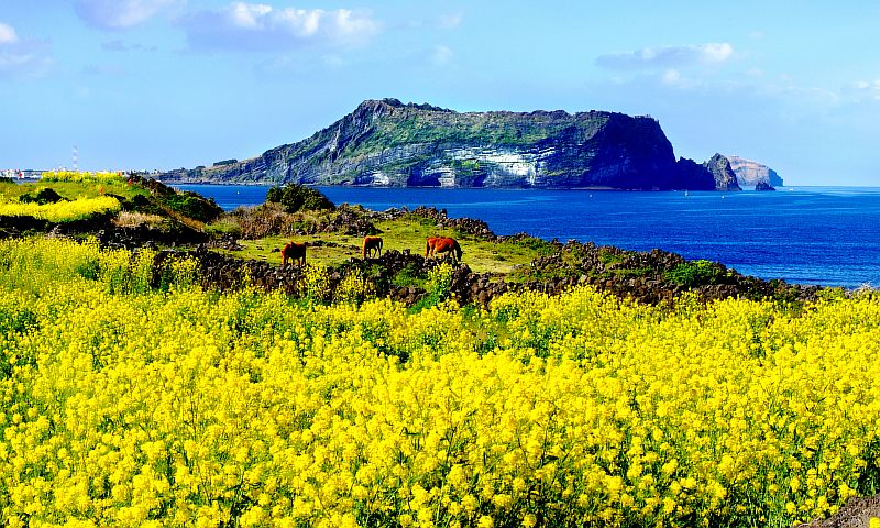 Seoul & Jeju : Hành trình tinh hoa Hàn Quốc (Tour riêng)